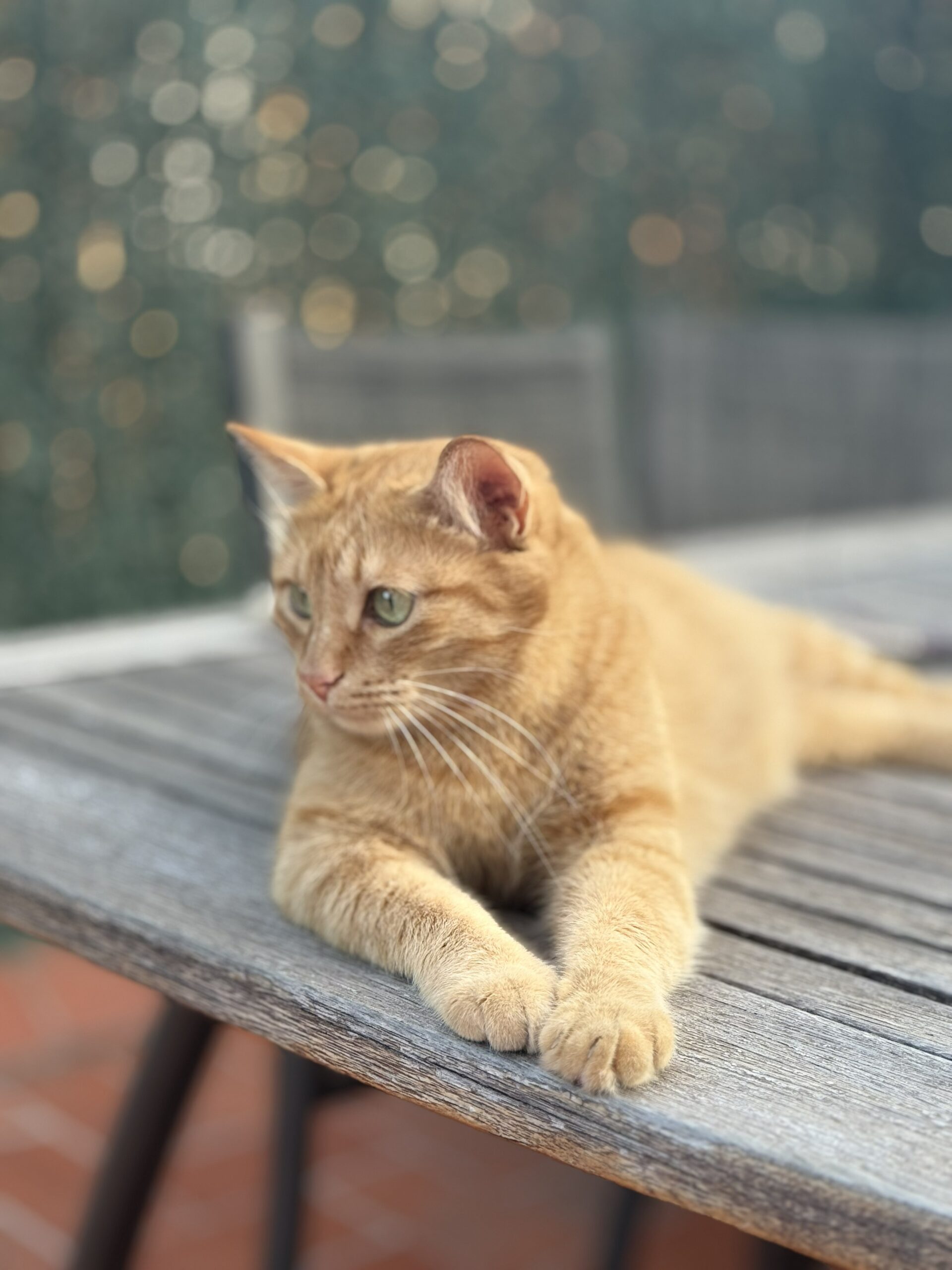 Umi, gata naranja, en la terraza de su hogar durante una visita de Katzenhaus en Barcelona