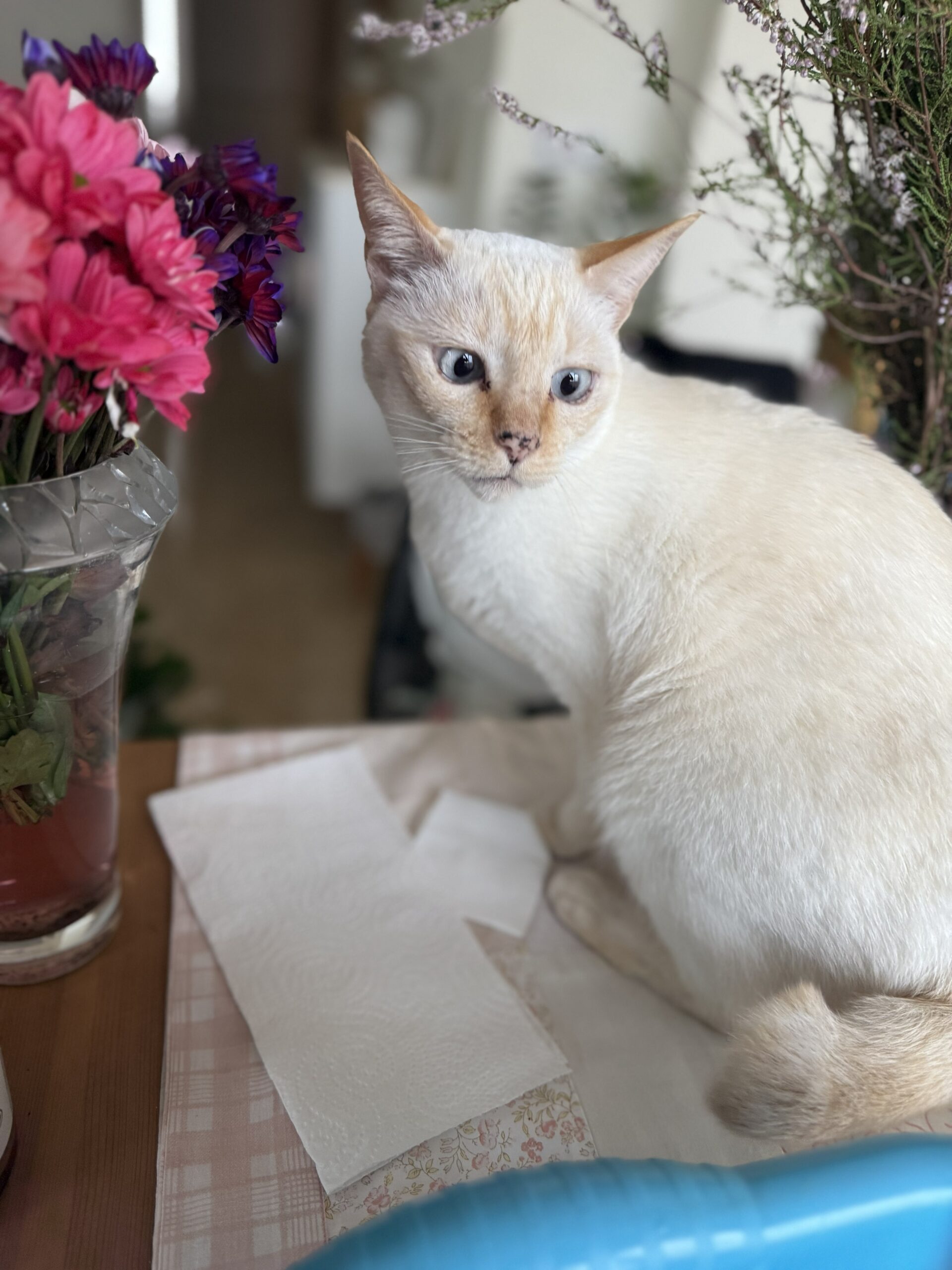 Chatito, gato blanco, relajado en casa durante una visita a domicilio de Katzenhaus