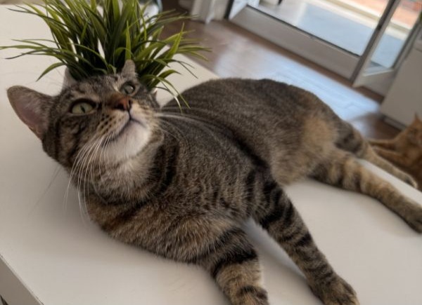 Cuidado de gato a domicilio en Barceloona. Catsitter. Badalona, Santa Coloma, Sant Adrià