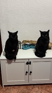 Foto de ubicación de Katzenhaus - Catsitter - canguro de gato