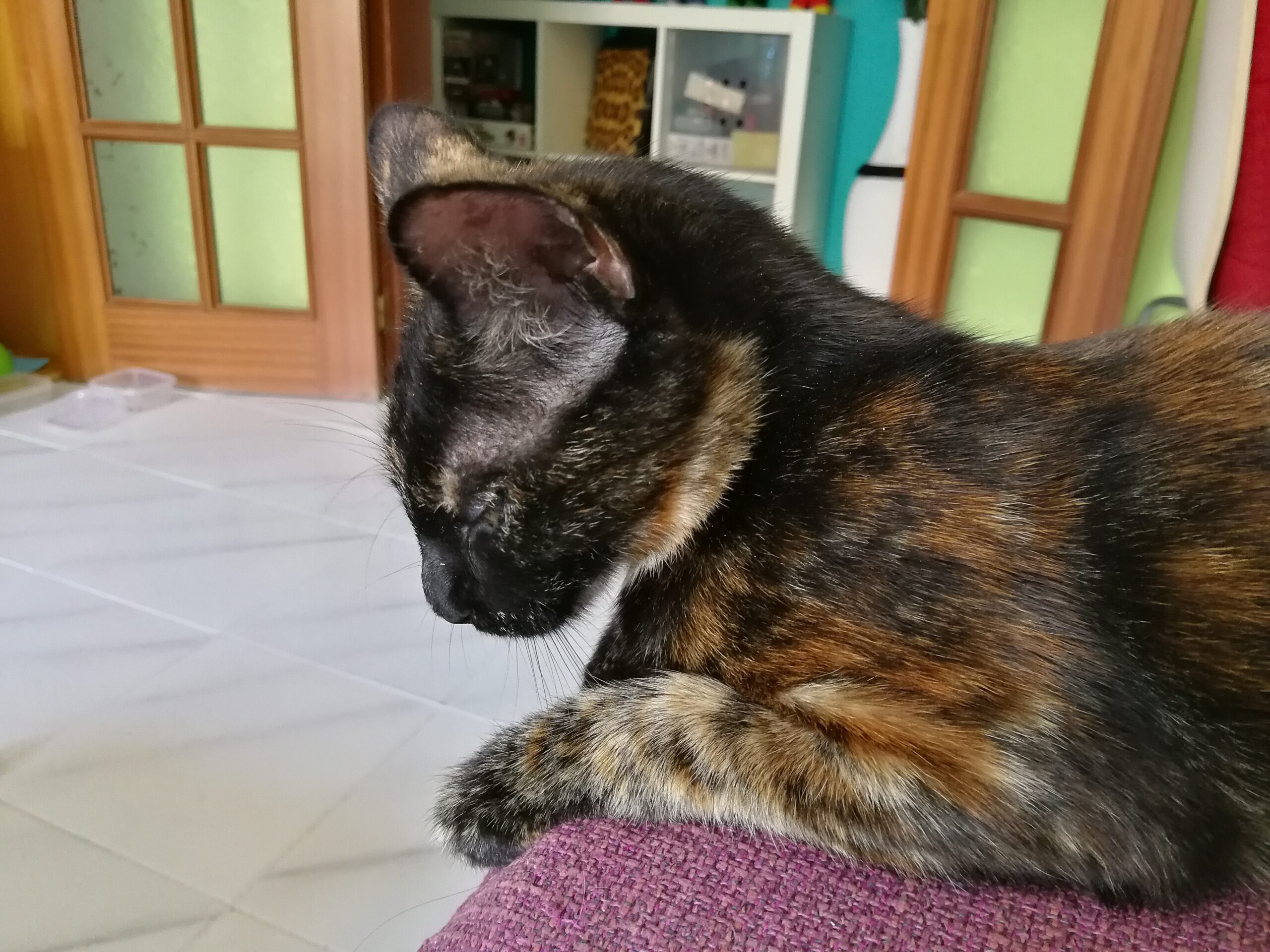 Cuidado de gatos a domicilio Sant Adrià - Zelda