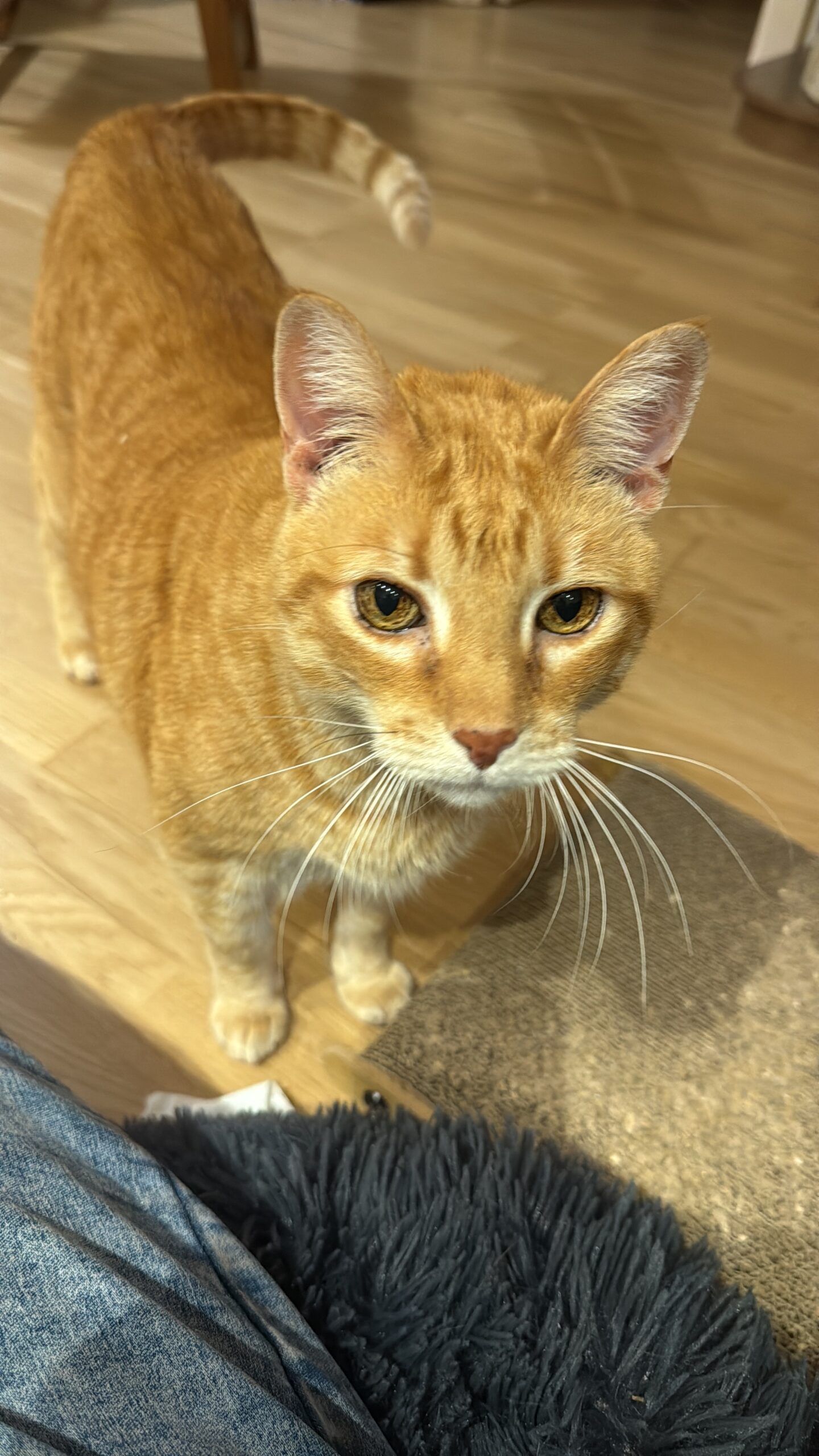 Canguro de gato en Barcelona Canguro de gato en Barcelona